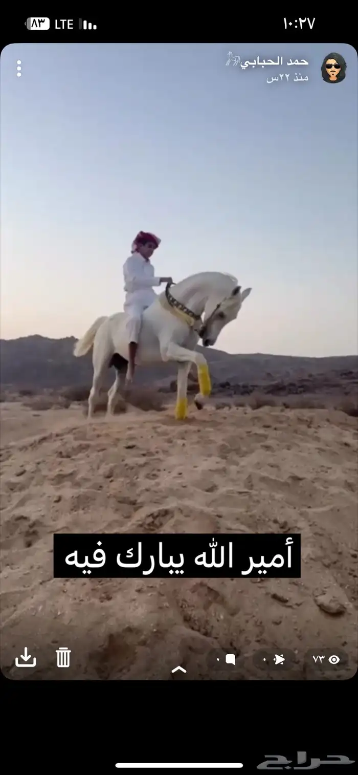حصان شعبي 1