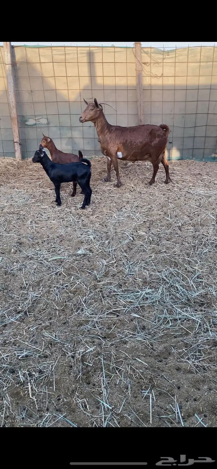 عنز محايليه تحتها اثنين 1