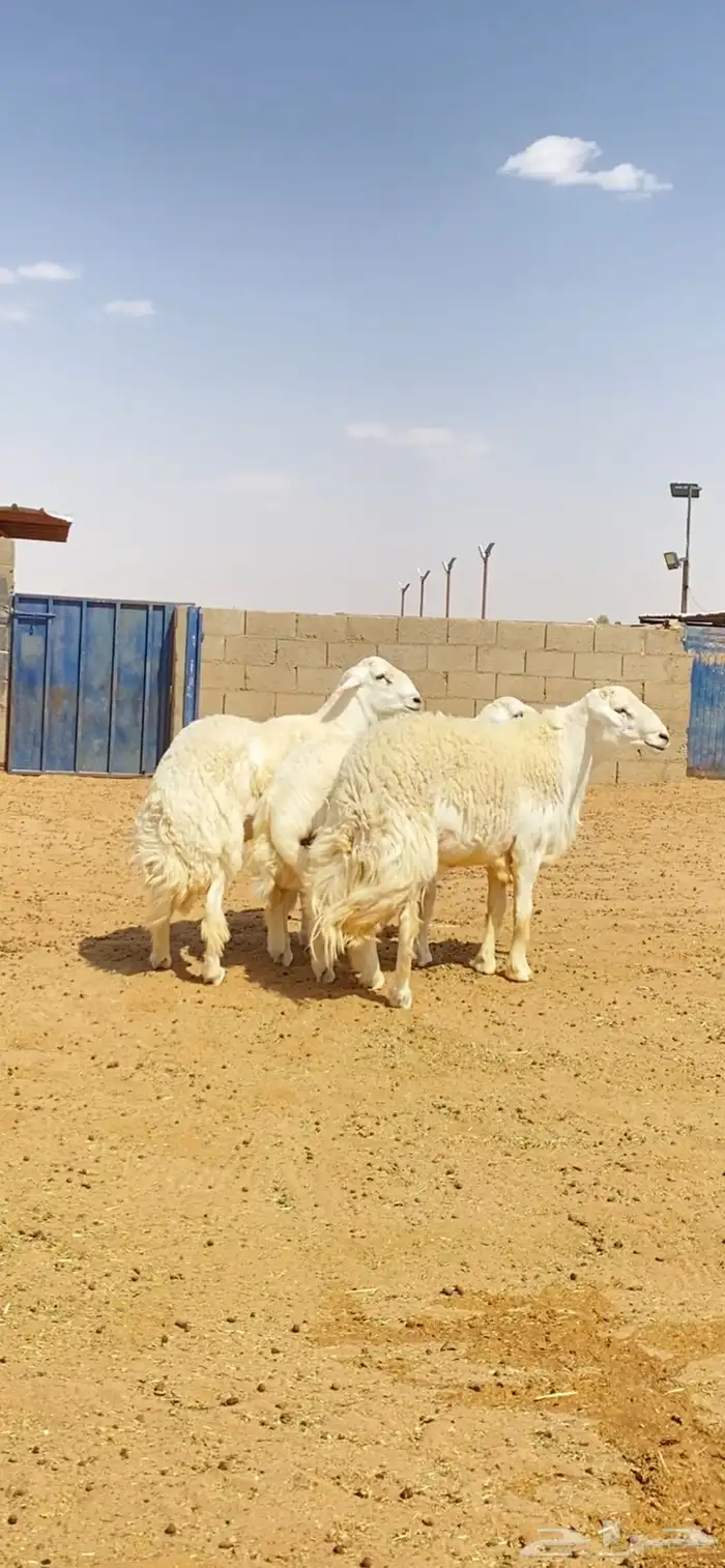 طليان حريات صنف 1