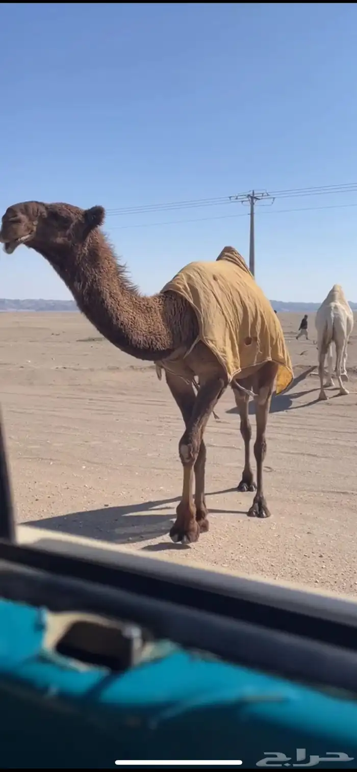 ضروبه صفرا للبيع 2