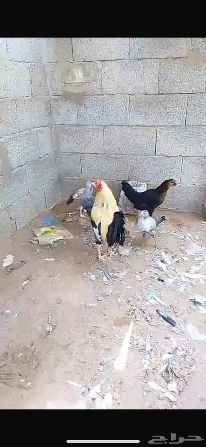 دجاج للبيع 4