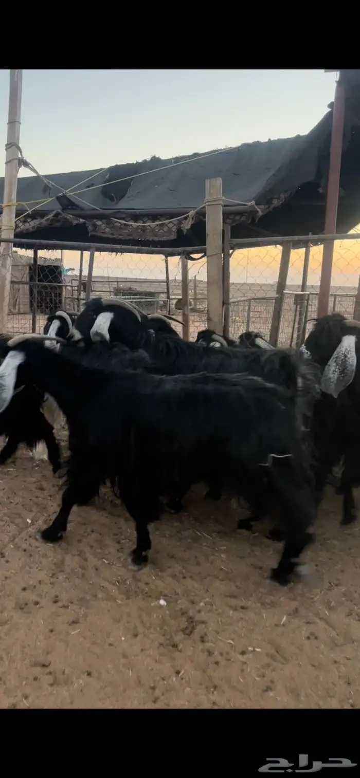 معزا عوارض مضاريع وجفرات جذعات 2