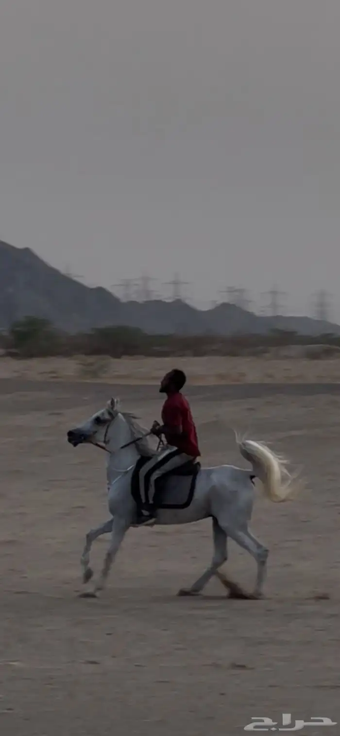 حصان شعبي 2