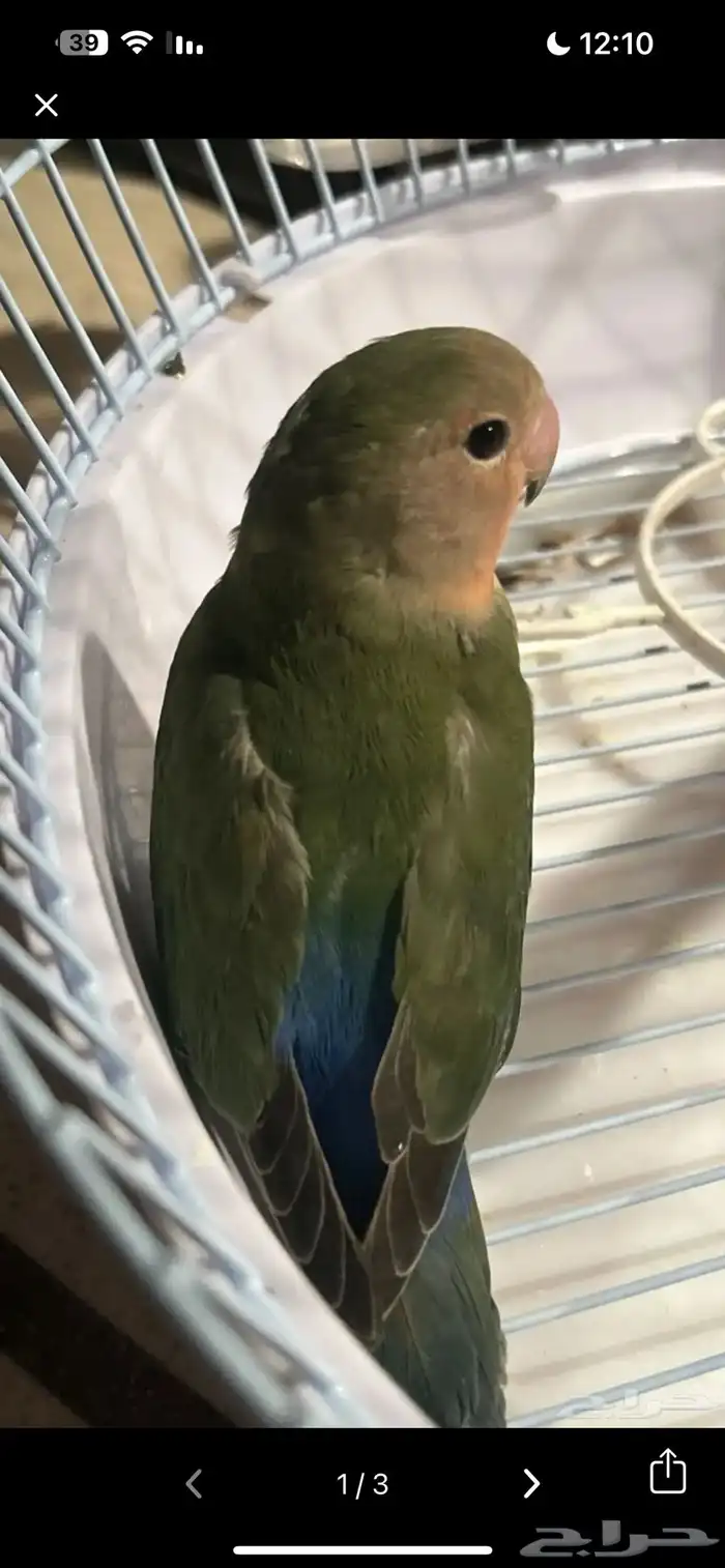 ببغاء الروز 1