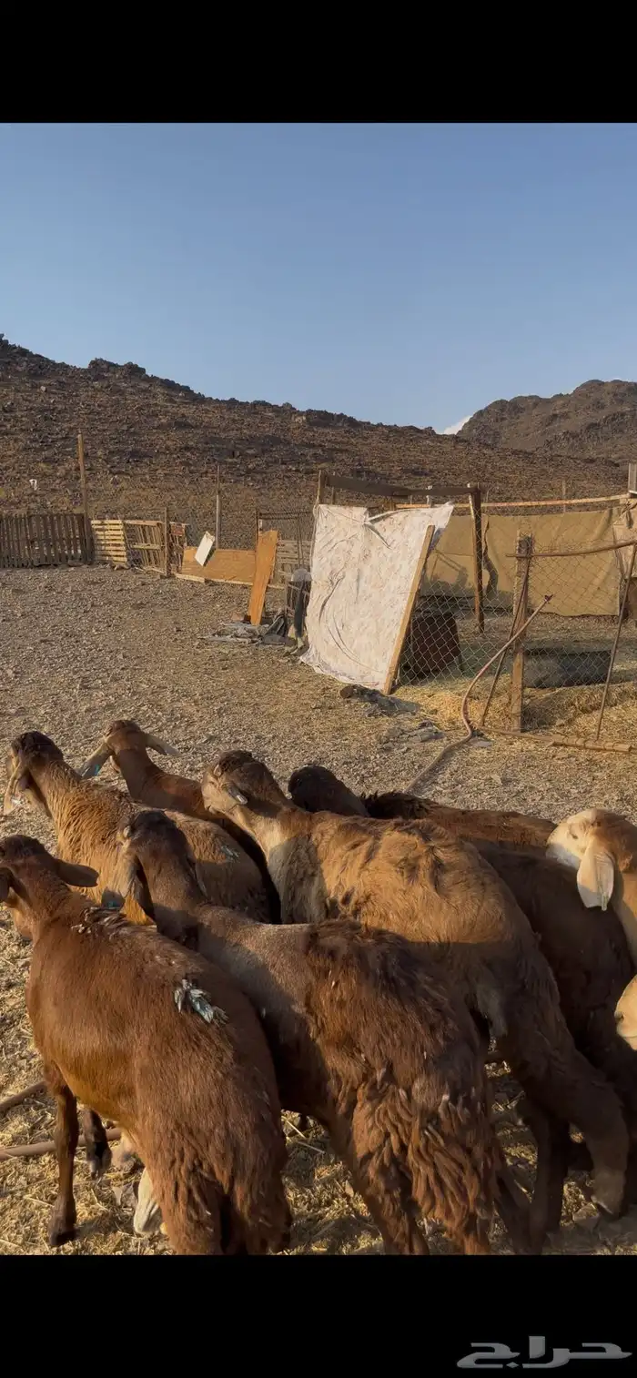 سواكني مرابي3 شهور 3