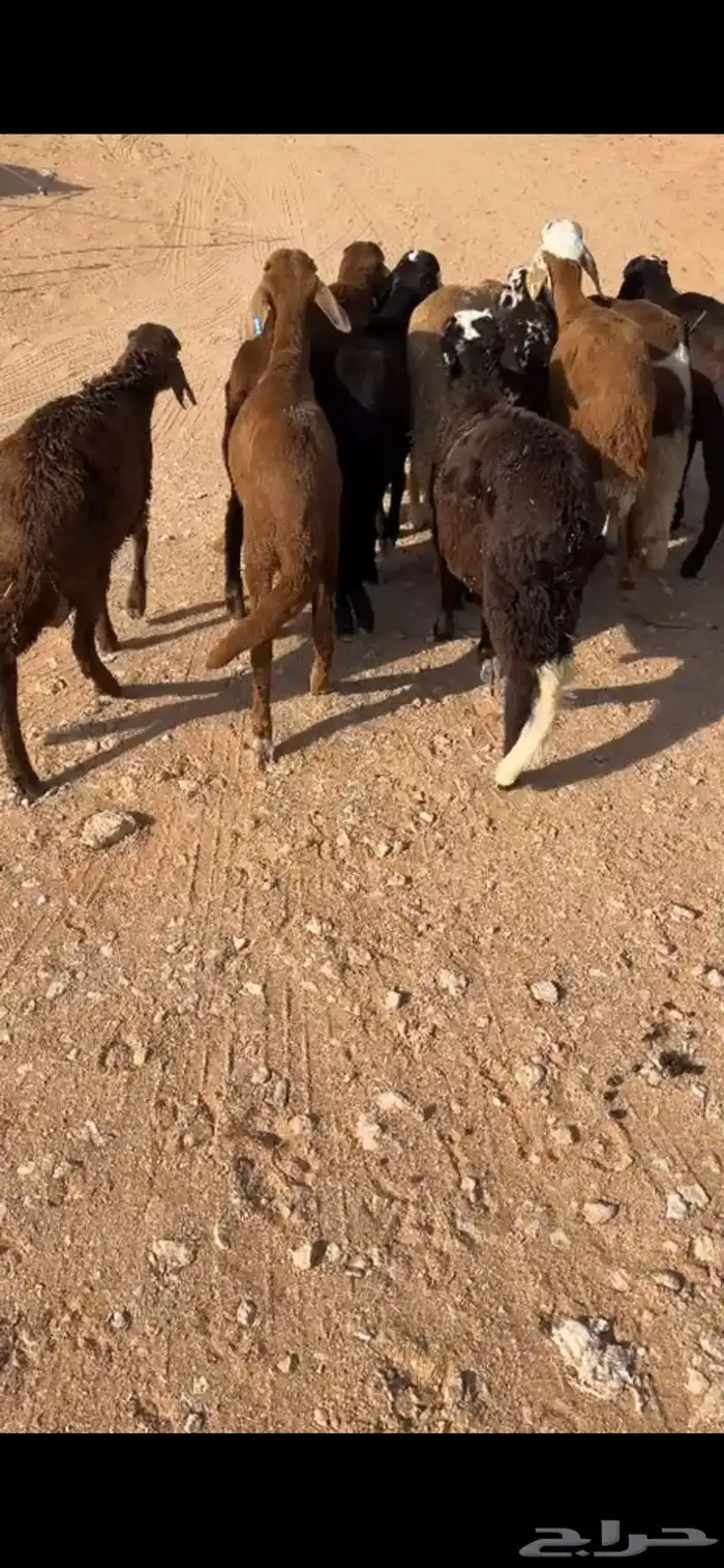 للبيع سواكن حمري ( تم البيع ) 0