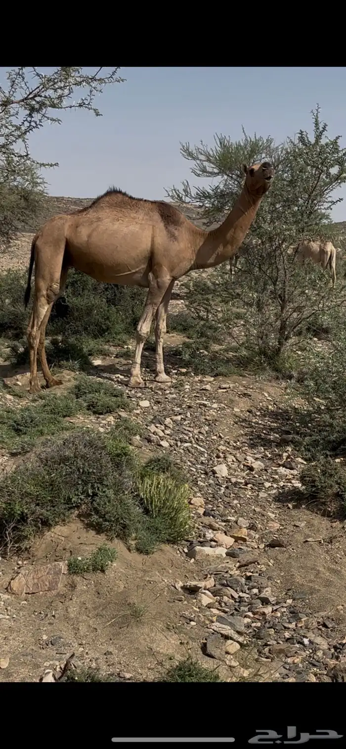 لقحه رباع(مبيوعه) 0