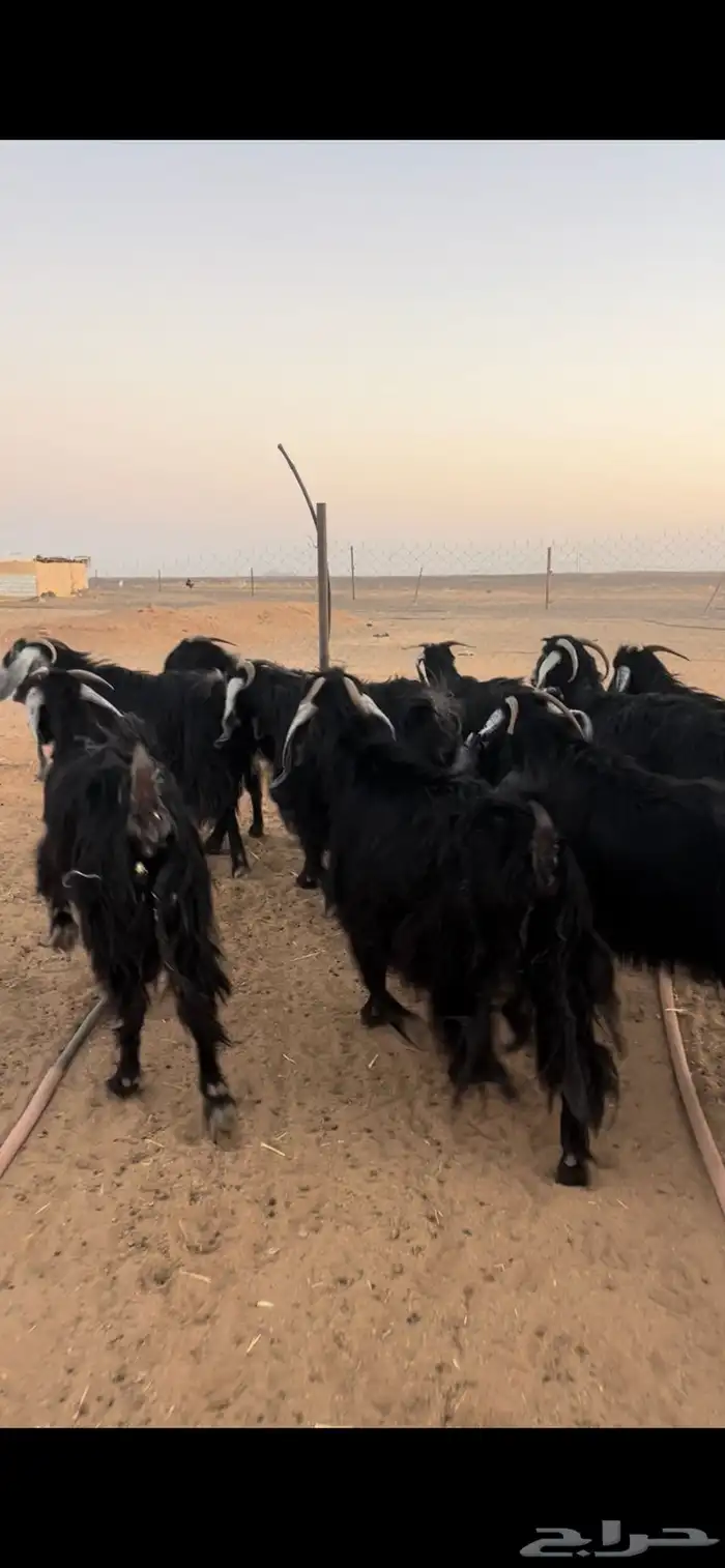 معزا عوارض مضاريع وجفرات جذعات 1