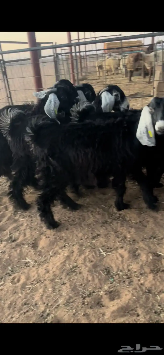 معزا عوارض مضاريع وجفرات جذعات 9
