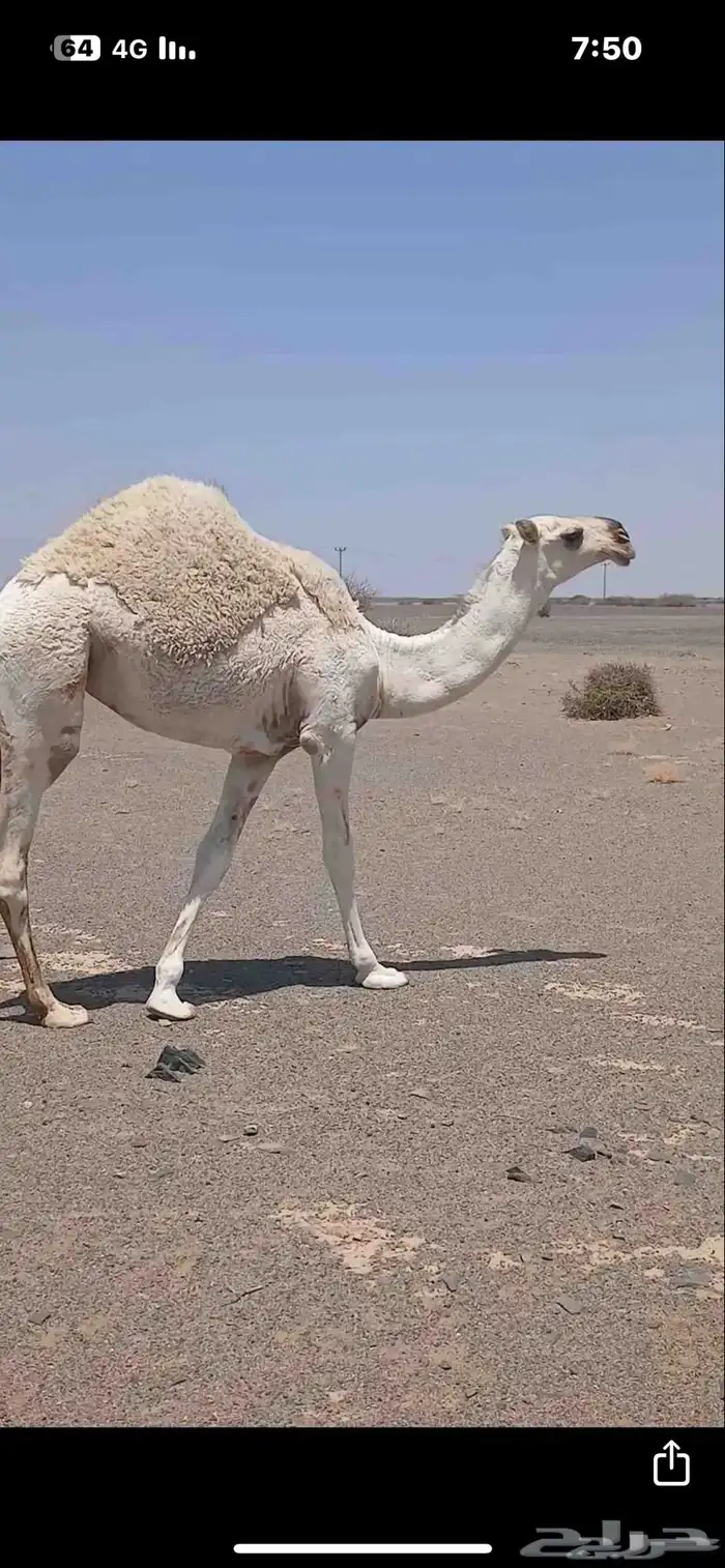 للبيع بكار كفو العدد 3 1