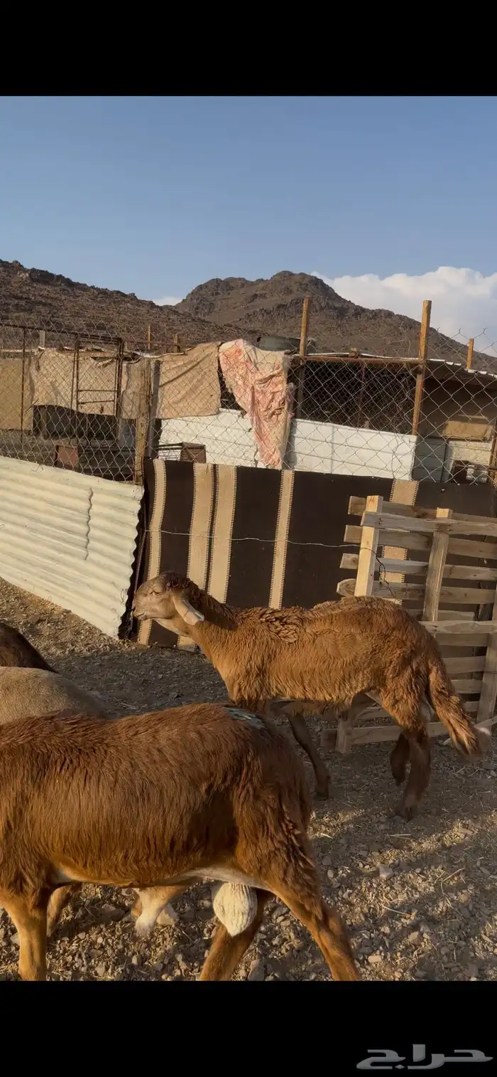 سواكني مرابي3 شهور 4
