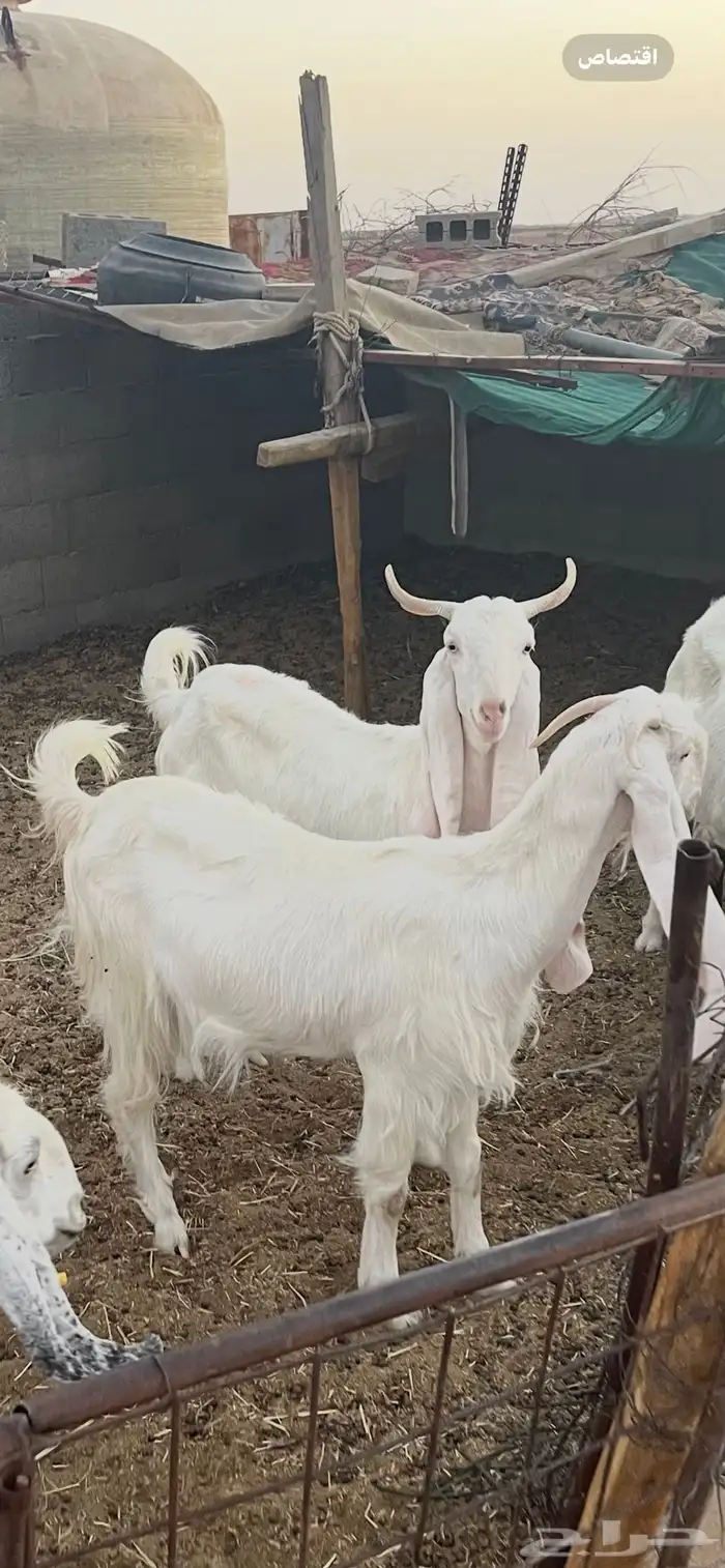 عنزين مشروكات مطورات 0