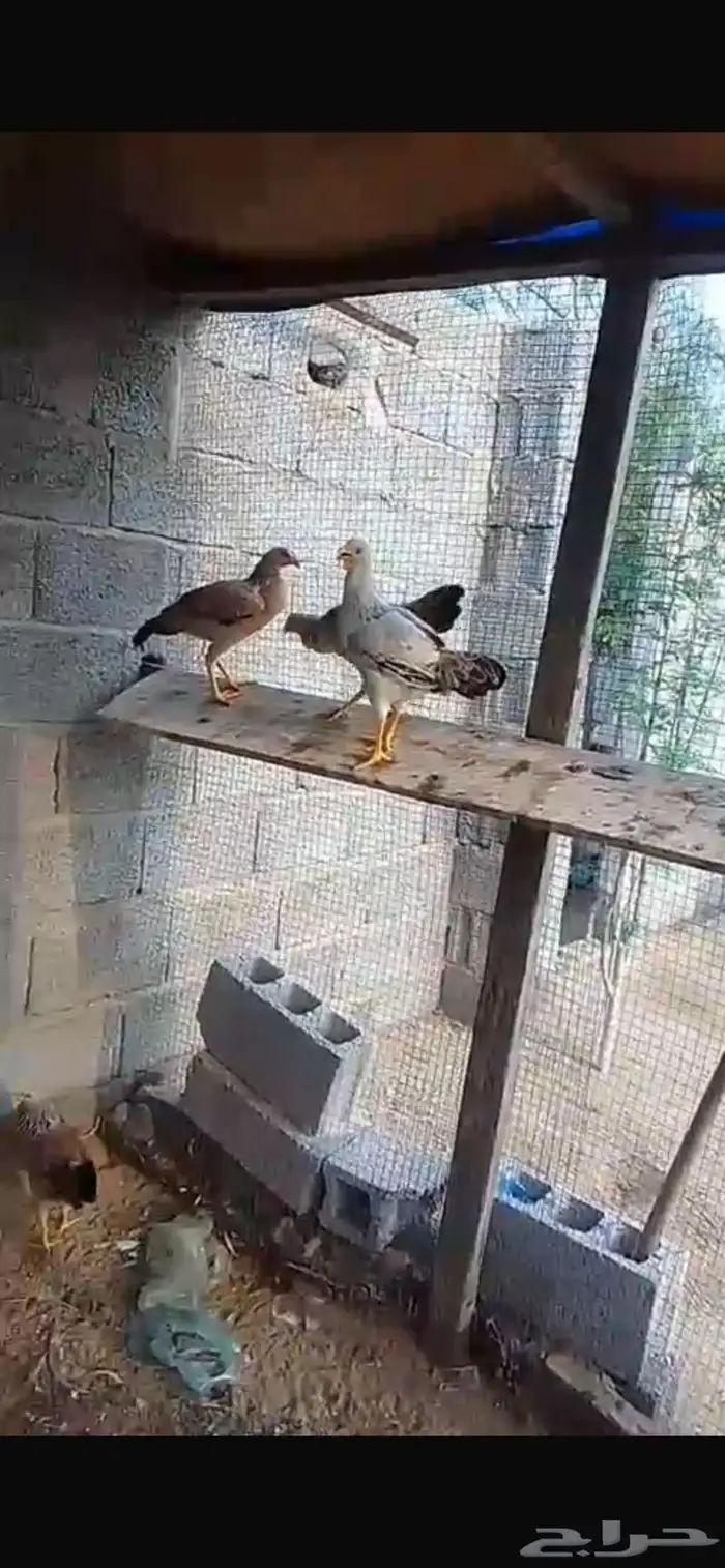 دجاج للبيع 2
