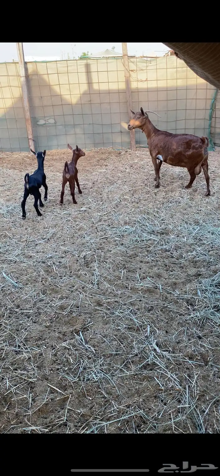 عنز محايليه تحتها اثنين 0