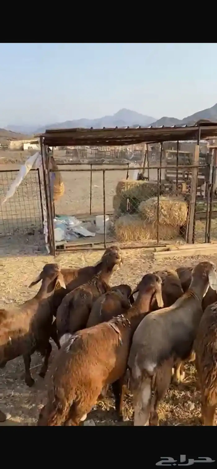 سواكني مرابي3 شهور 10