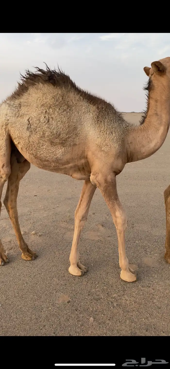 قعود قصب 1