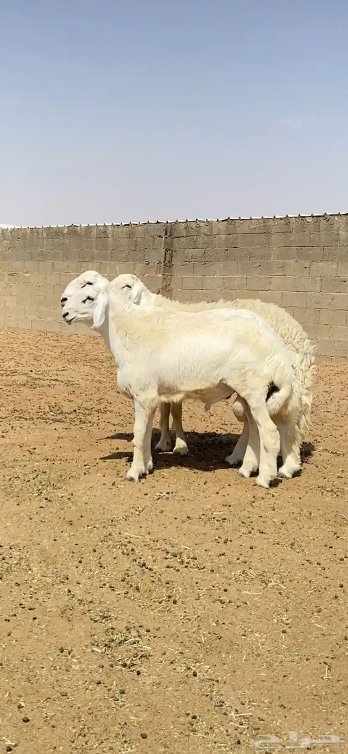 طليان حريات صنف 2