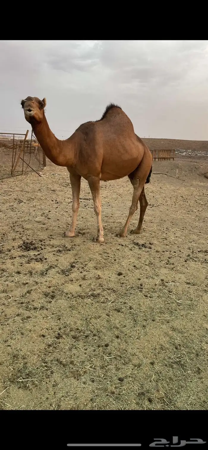بكره حمراء معشر مقنوي الحد 9500 4