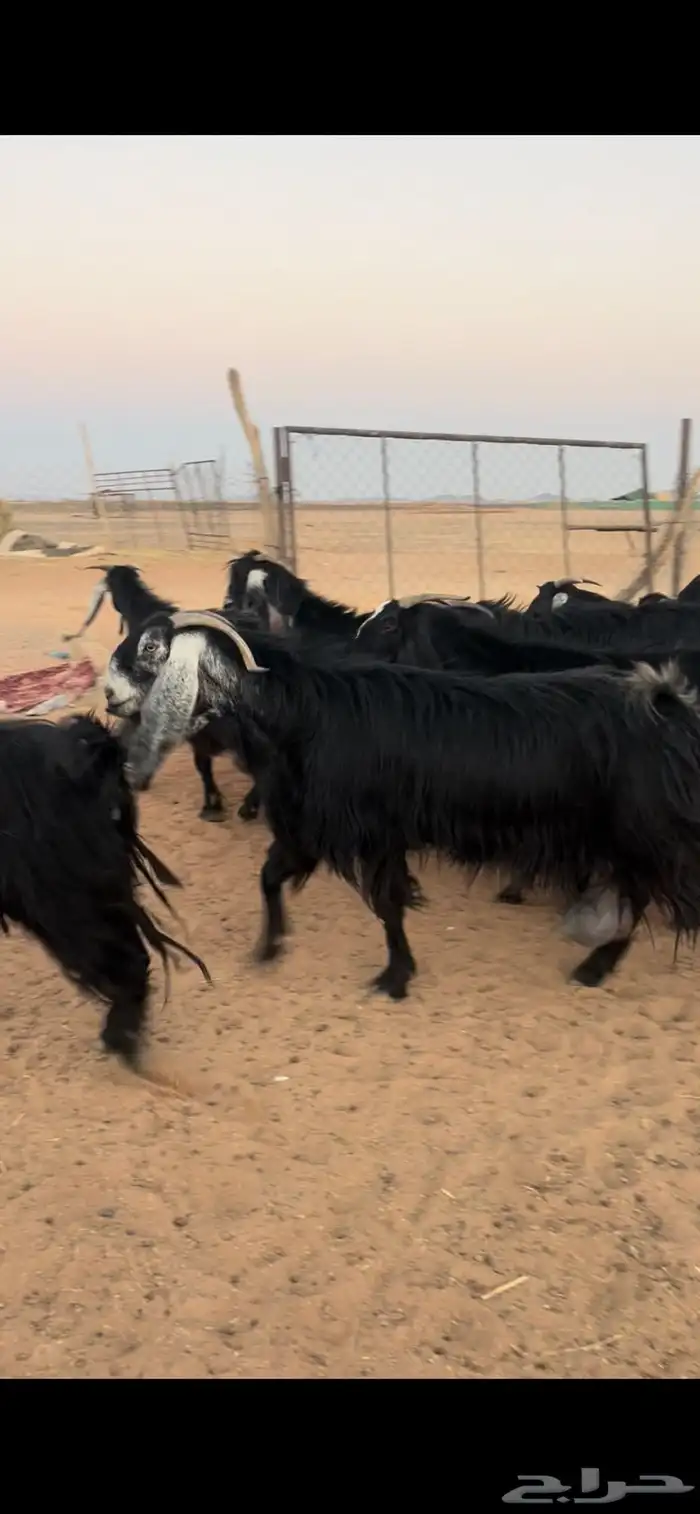 معزا عوارض مضاريع وجفرات جذعات 0