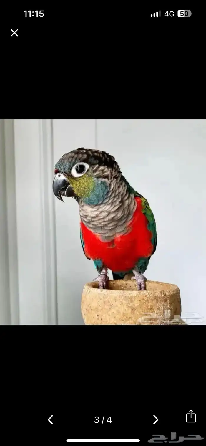 كريمسون كنيور (ذكر) 0