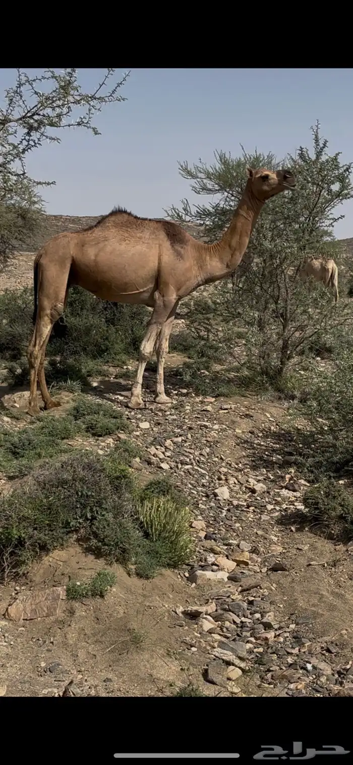 لقحه رباع(مبيوعه) 3