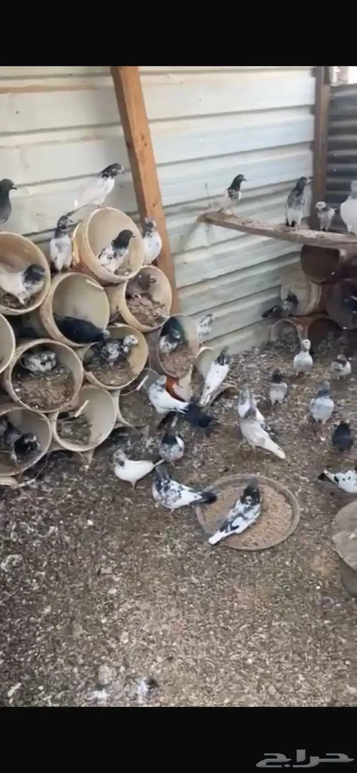حمام هندي شماعي 18 جوز كذا 0