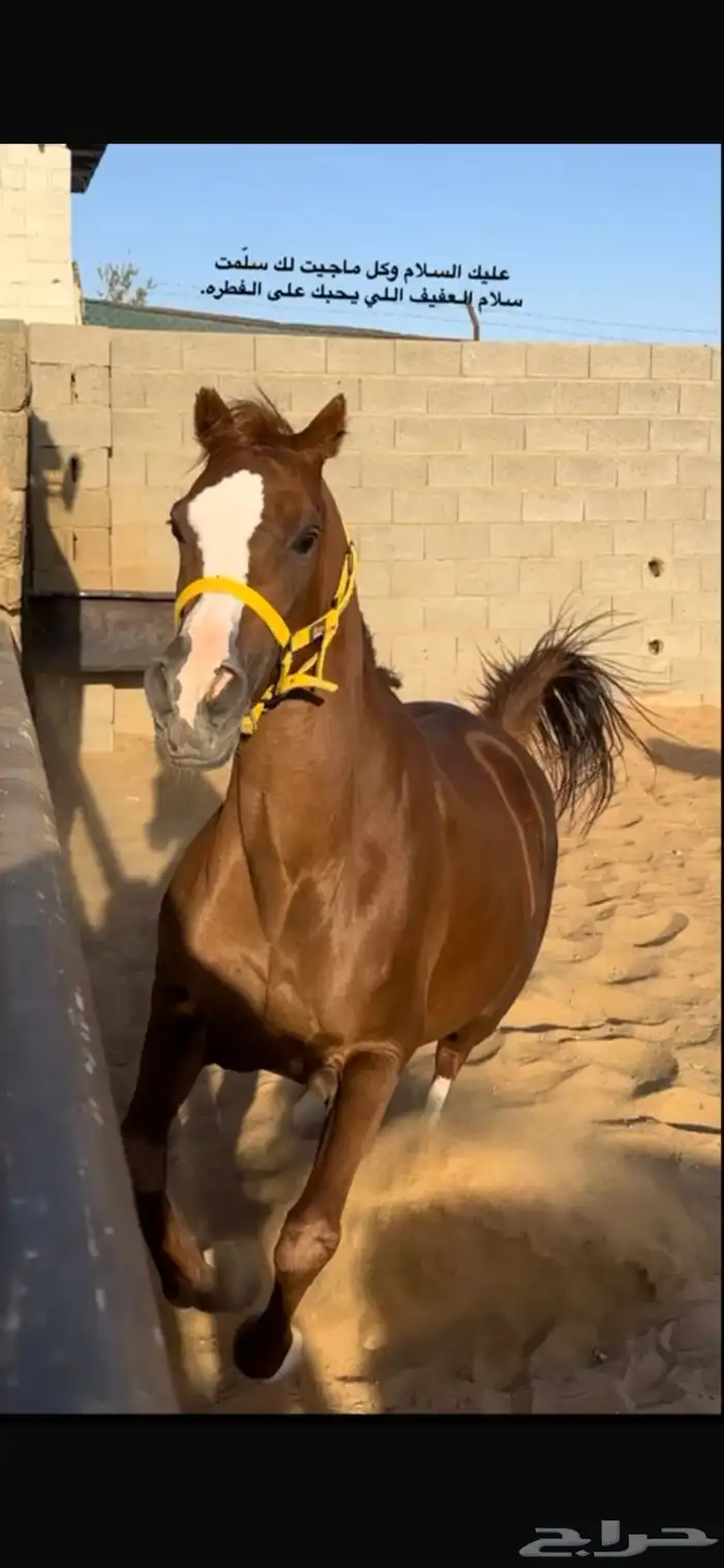فرس للبيع 1