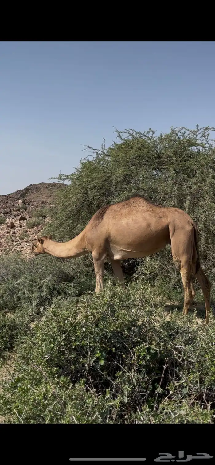 لقحه رباع(مبيوعه) 2