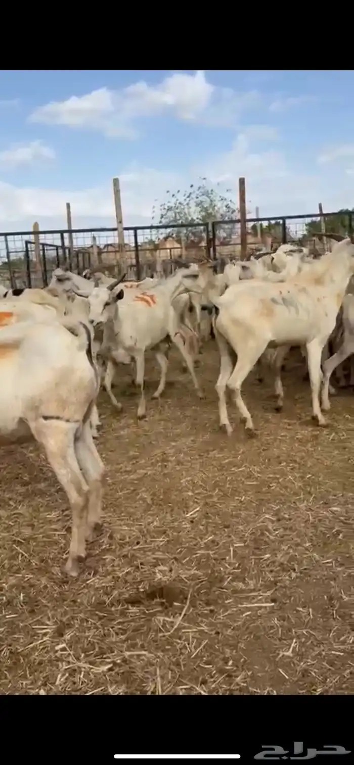 تيوس 1