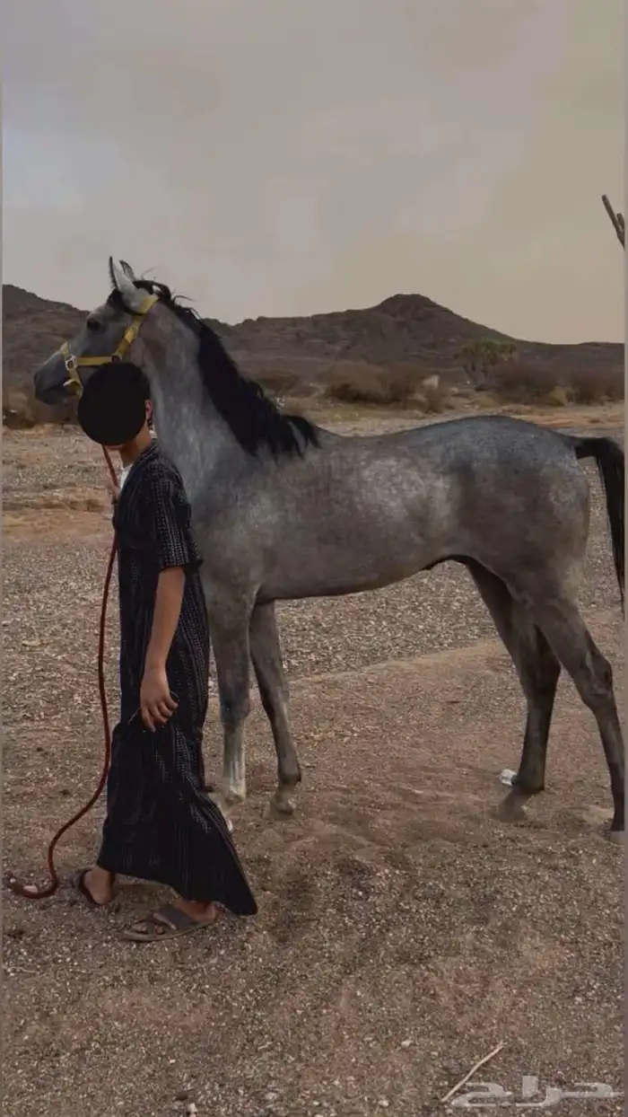 حصان شعبي 1