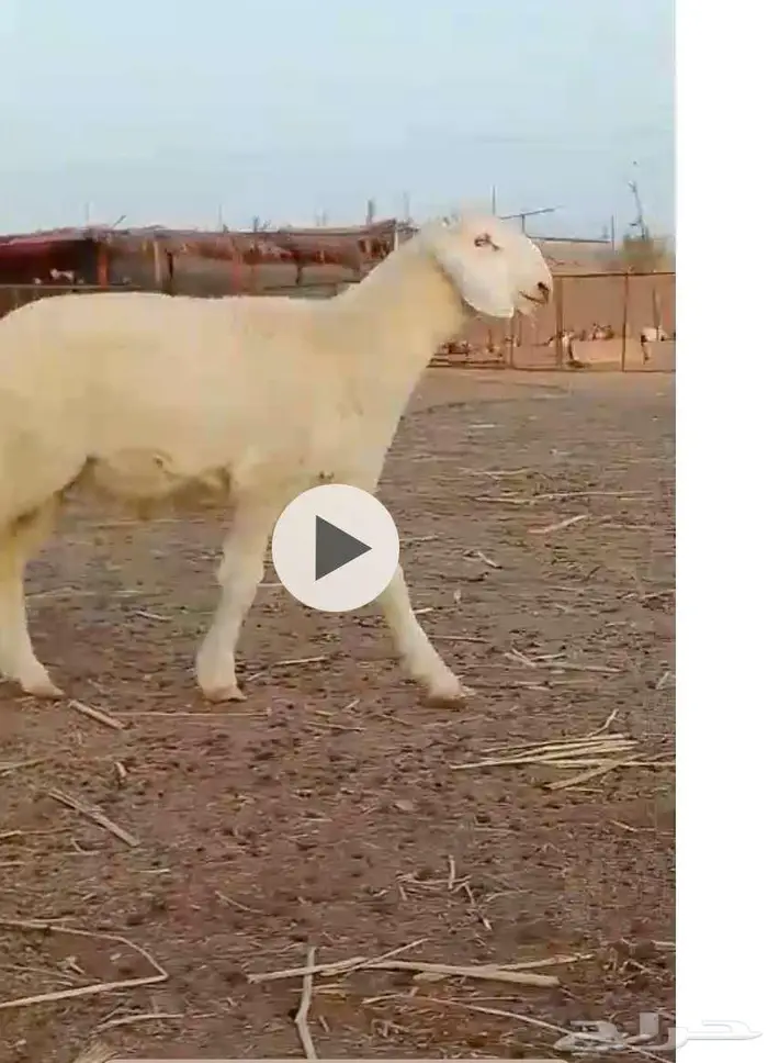 مشروع فحل حري صنف الصنف 0