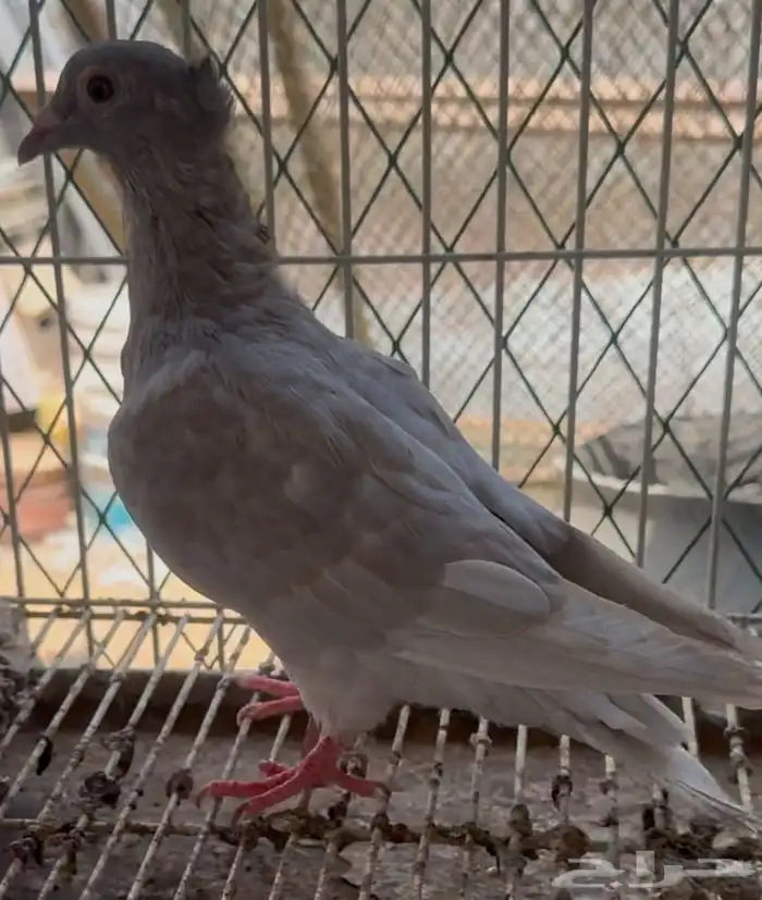 اجواز زاجل زينه 1