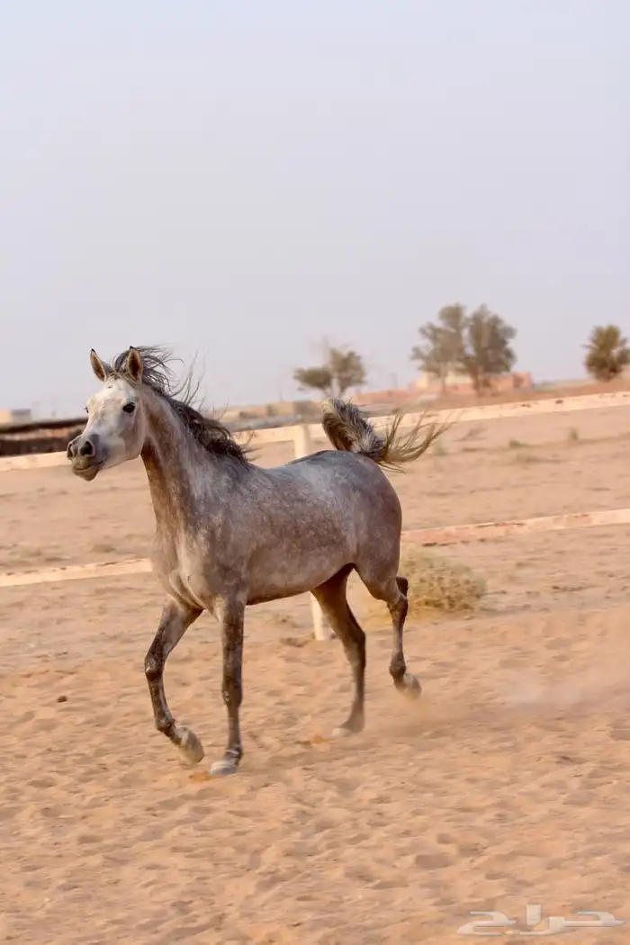 فرس واهو 0