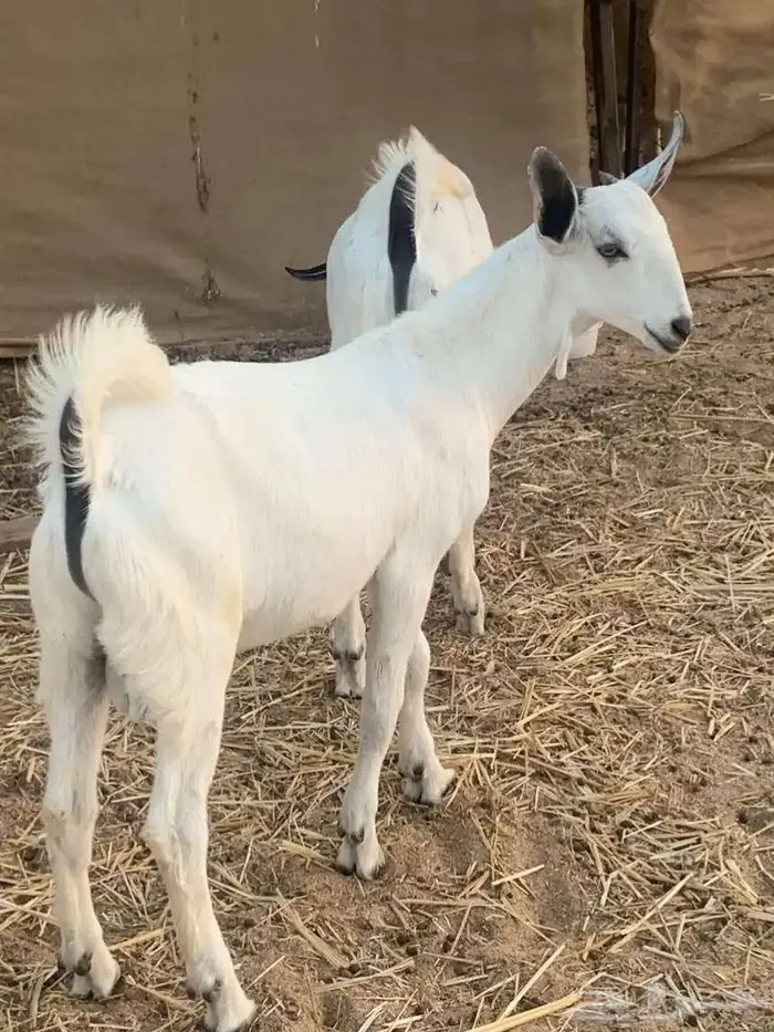 تيوس بيشيه فاخرخ للبيع 0