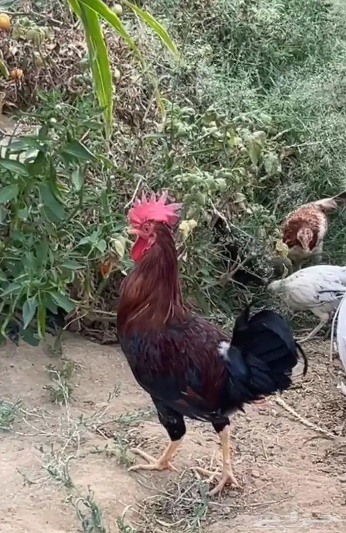 ديك بلدي 1