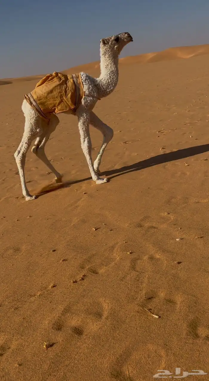 لقحه كفو وناقه منتح شرط 4