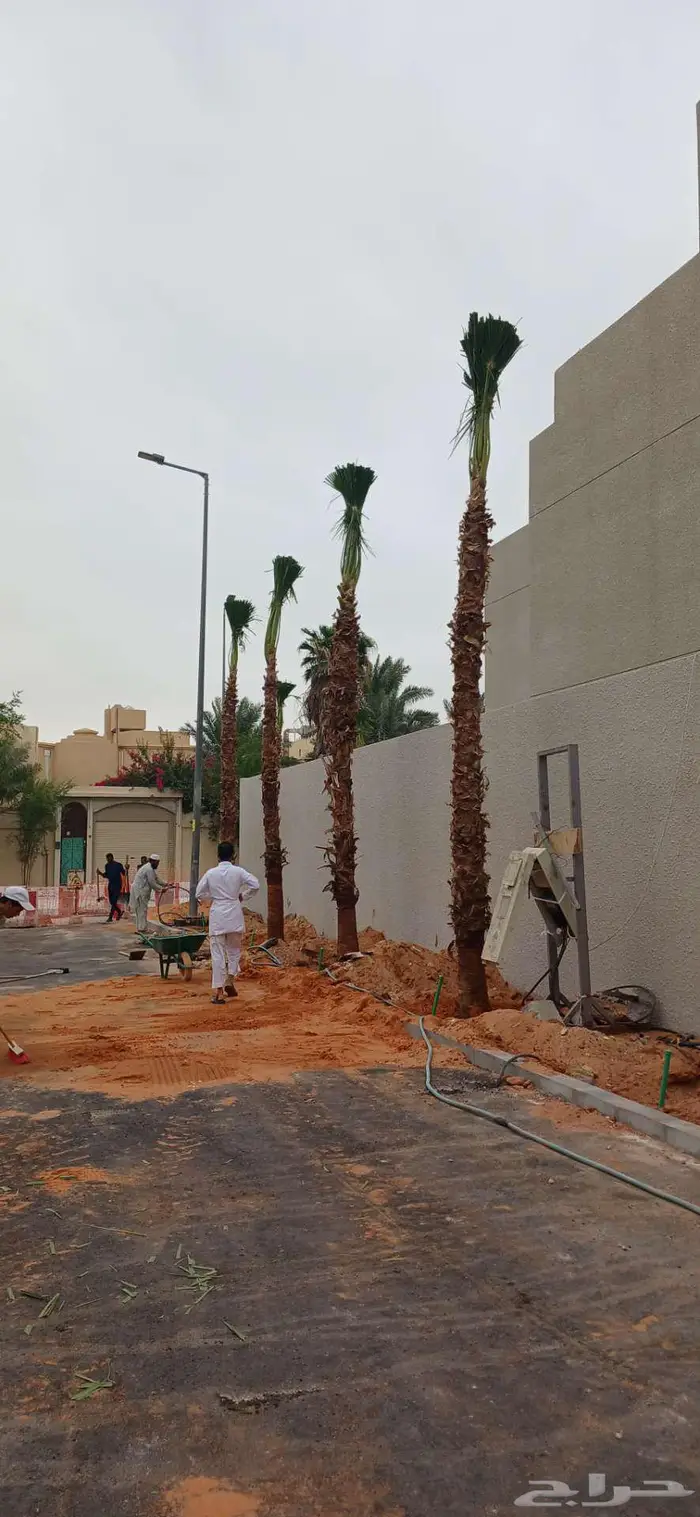 نخل واشنطني واشنطن 2