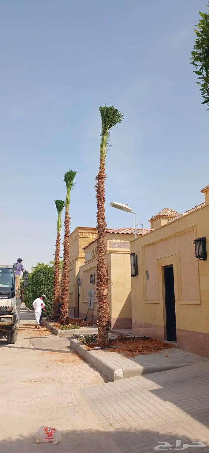 نخل واشنطني واشنطن 1