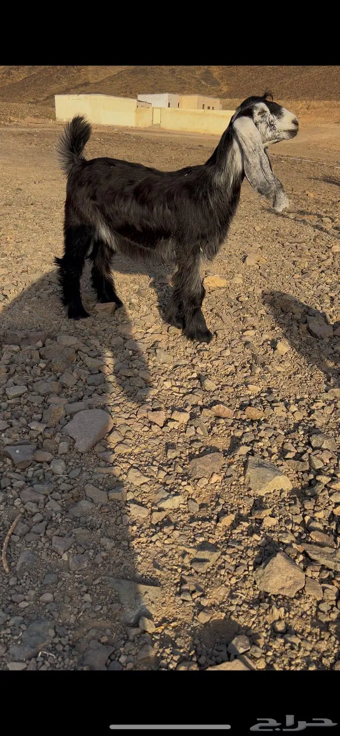 جفره عارضيه صنف ومعرفه تعريف قوي 1