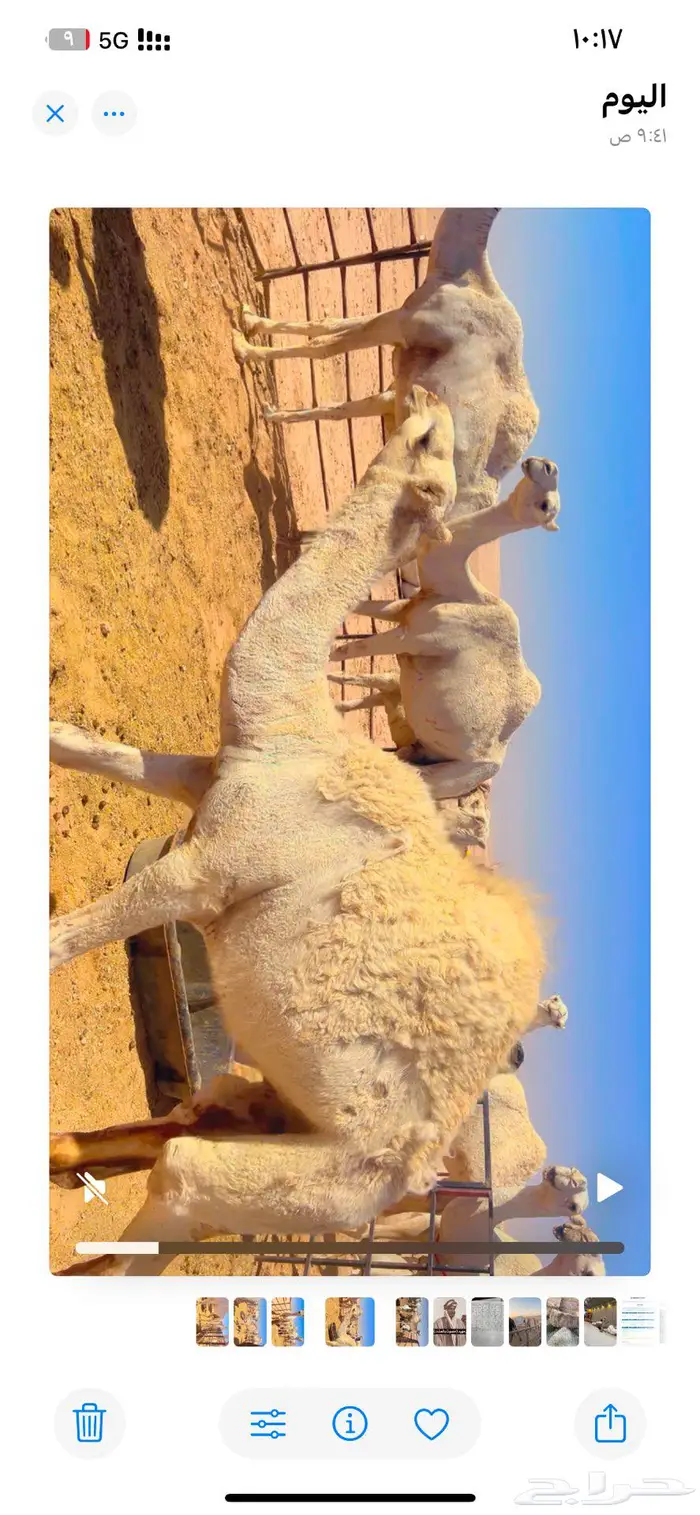 قعدان بريه لبانيه فل شحم 1
