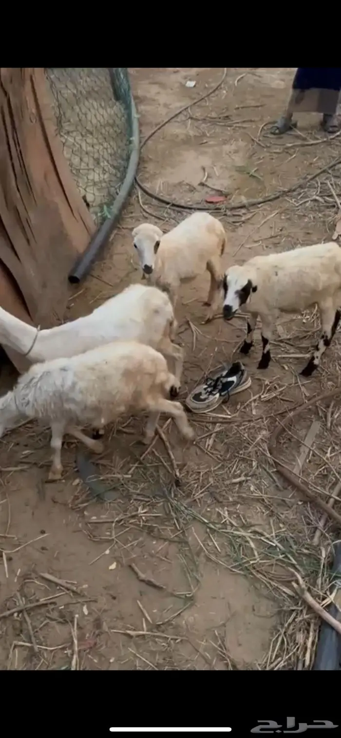 رخيل بلدي للبيع 1