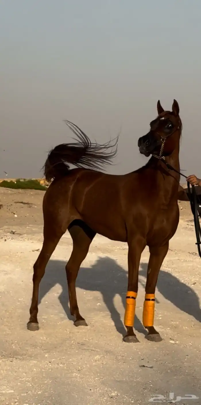 فرس واهو من العيار الثقيل للبيع 2