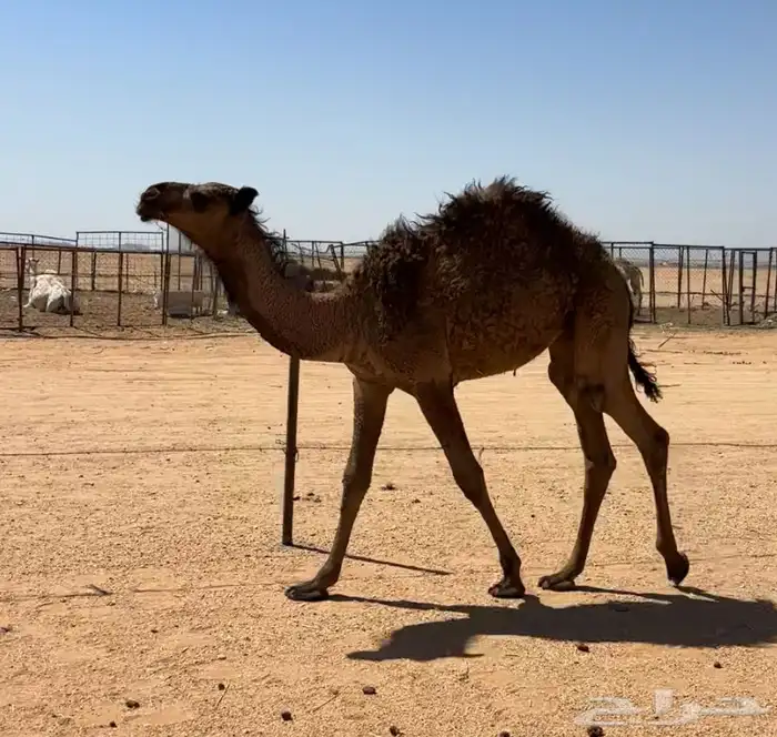 بكره صفرا عبدانيه 3
