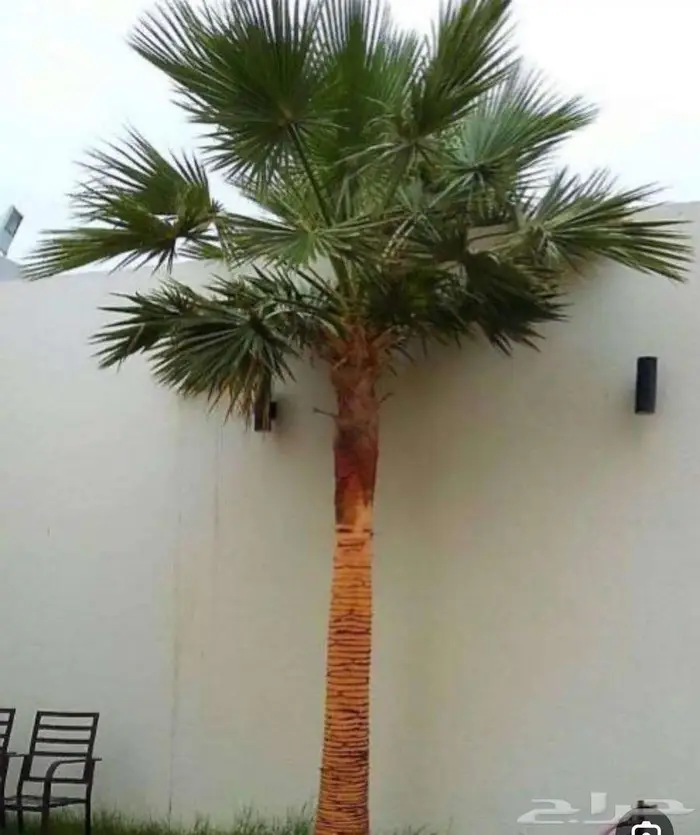 نخل واشنطني واشنطن 0