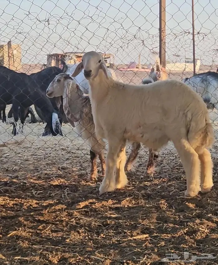 مشروع فحل تم البيع 3