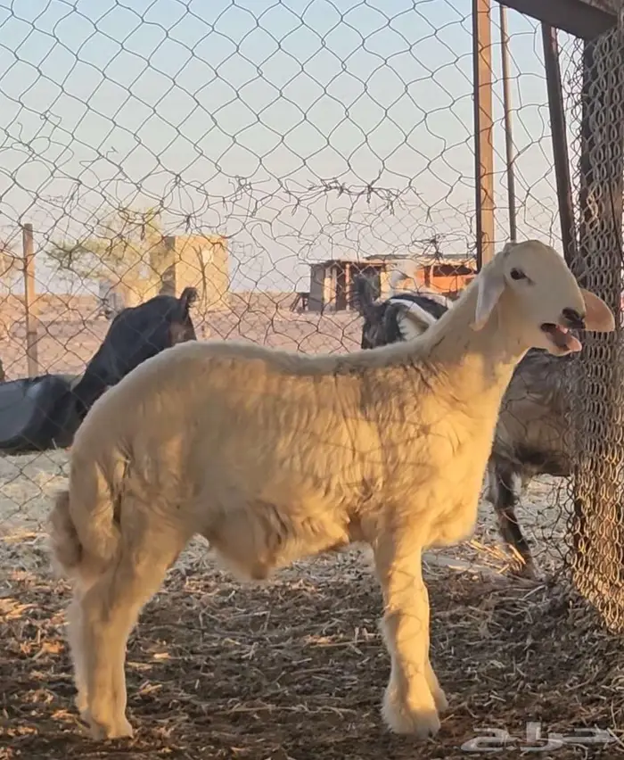 مشروع فحل تم البيع 4