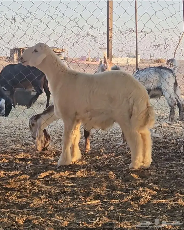 مشروع فحل تم البيع 2