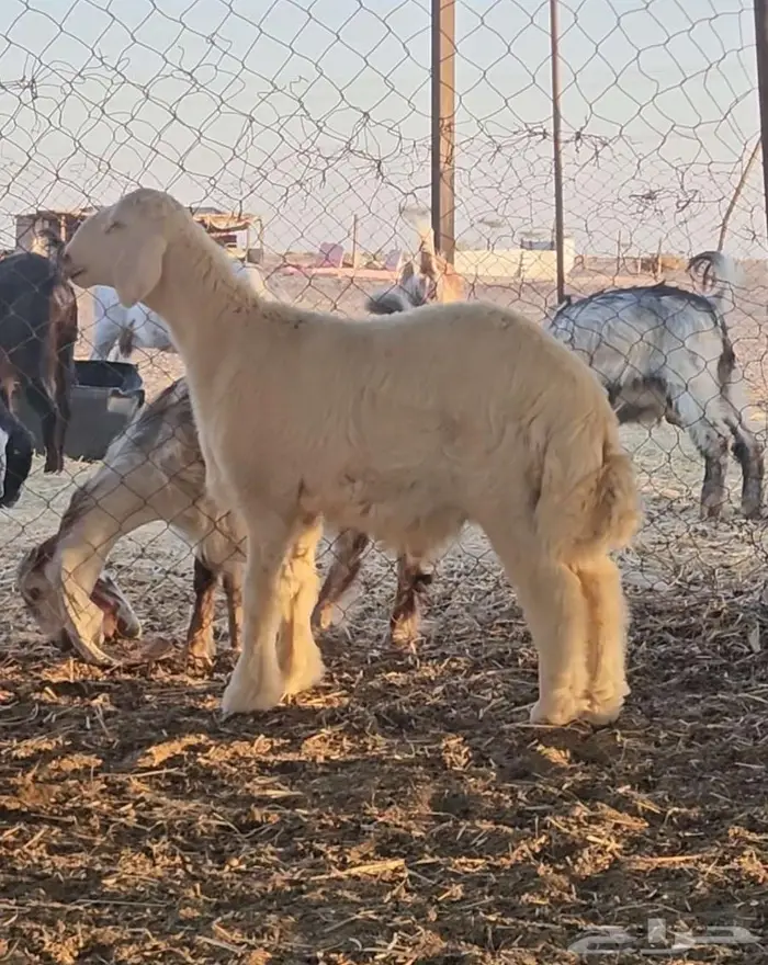 مشروع فحل تم البيع 0