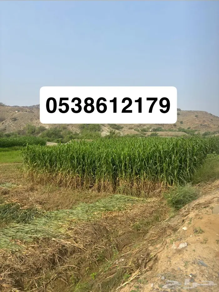 مركز خيم 1