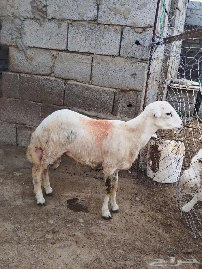 كبش للبيع 1
